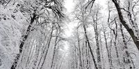 تصویری زیبا از درختان برفی در دالخانی+عکس