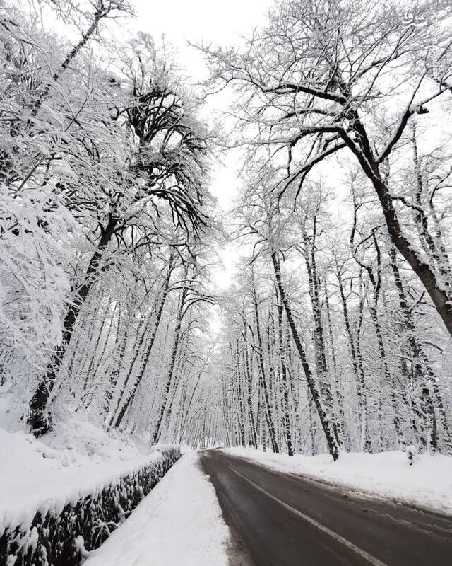 تصویری زیبا از درختان برفی در دالخانی+عکس