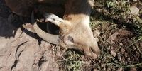 قتل عام بی‌رحمانه حیوانات وحشی در چالوس! 