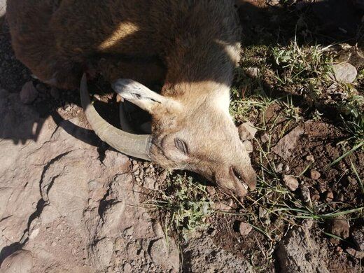 قتل عام بی‌رحمانه حیوانات وحشی در چالوس! 