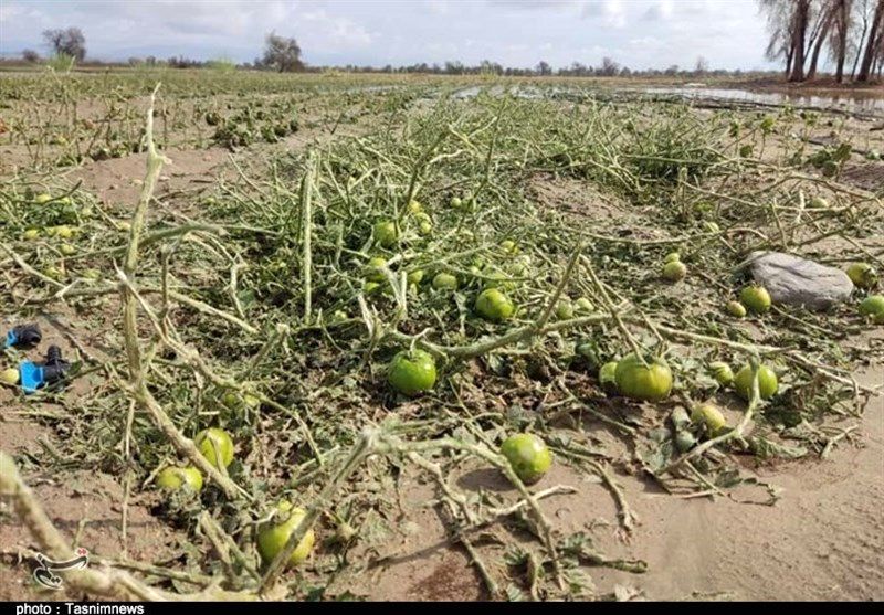 خسارت سنگین به مزارع هرمزگان در اثر بارندگی شدید و تگرگ