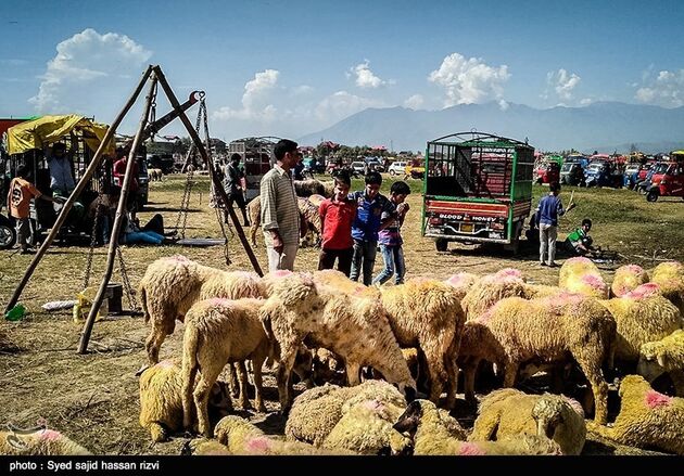 بازار عید قربان در کشمیر
