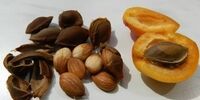 خوردن هسته این میوه شما را به کما می برد 