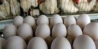 قیمت تخم مرغ به شانه ای ۴۸ هزار تومان رسید!
