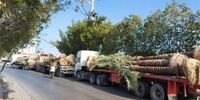 پشت پرده برگشت نخل‌های صادراتی ایران به قطر 