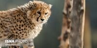 حکم جالب دادگاهی در اشنویه/ تهیه سه ماه غذا برای «پیروز»