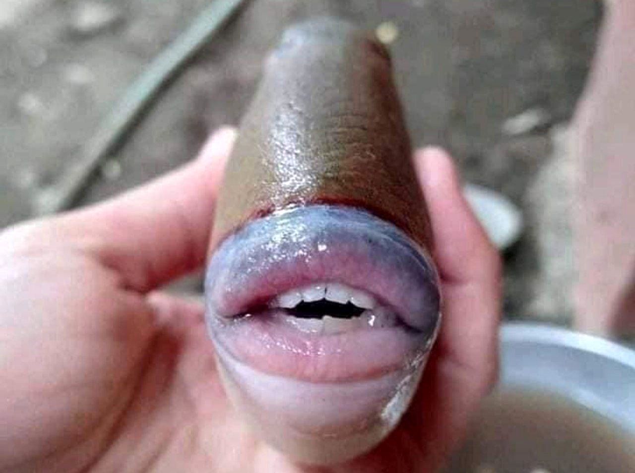 لحظه دردناک خودکشی یک ماهی + فیلم