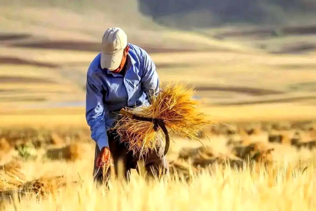 خبر خوش برای گندمکاران / مطالبات در این تاریخ پرداخت می شود