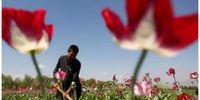  افزایش سه برابری درآمد کشاورزان در امارت اسلامی طالبان