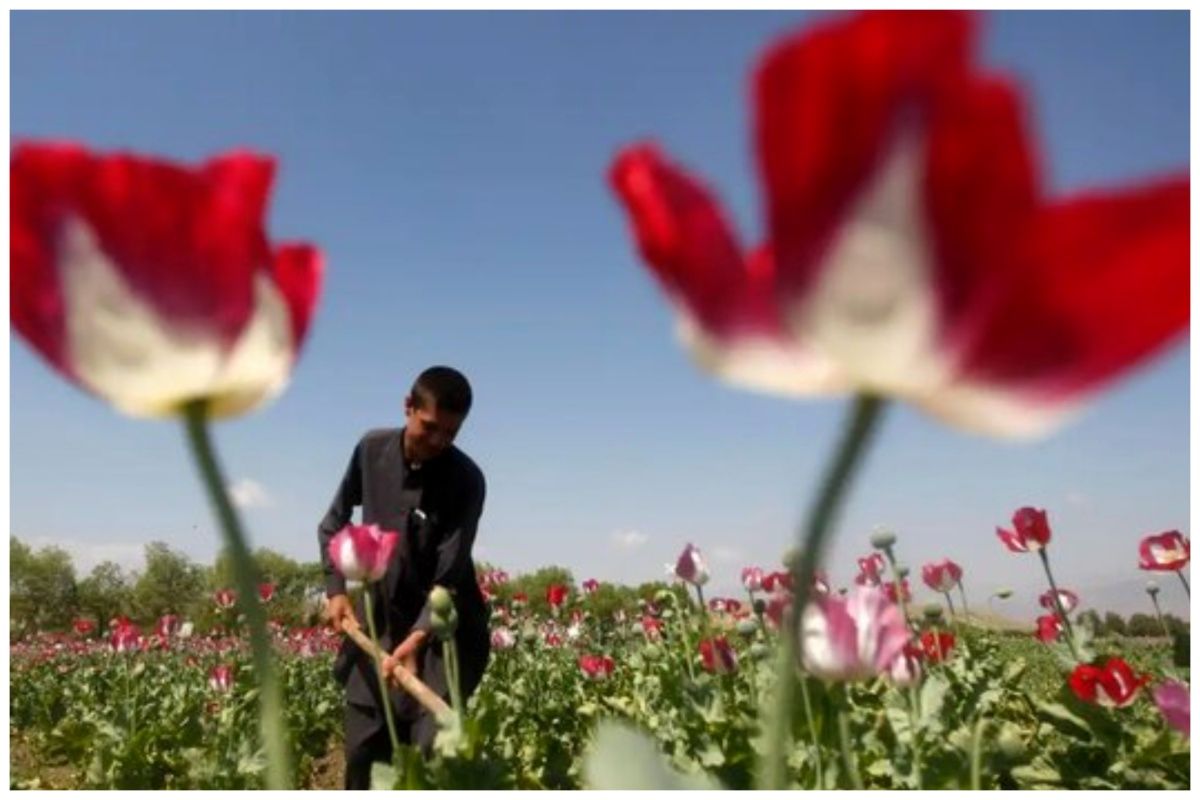  افزایش سه برابری درآمد کشاورزان در امارت اسلامی طالبان