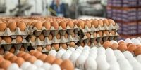 قیمت جدید تخم‌مرغ / هر شانه تخم‌مرغ چند؟