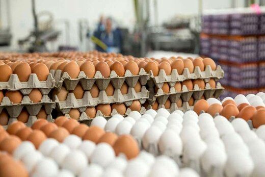 قیمت جدید تخم‌مرغ / هر شانه تخم‌مرغ چند؟