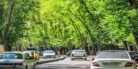 علت خشک شدن درختان خیابان ولیعصر از زبان شهردار منطقه یک تهران