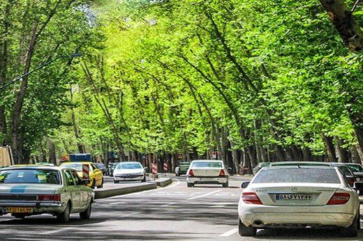 علت خشک شدن درختان خیابان ولیعصر از زبان شهردار منطقه یک تهران