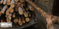 جان درختان هیرکانی در خطر است/ قاچاق چوب افزایش پیدا کرد؟