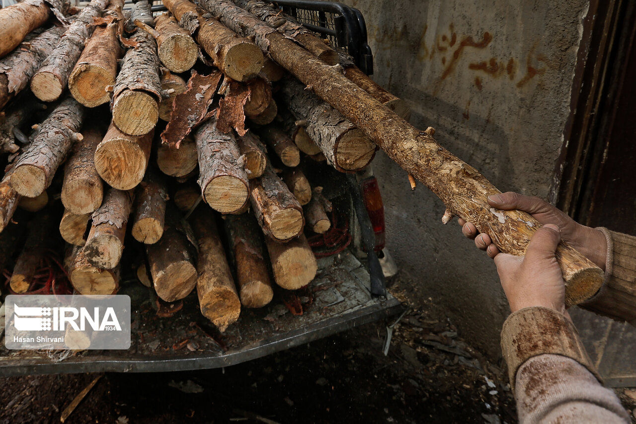 جان درختان هیرکانی در خطر است/ قاچاق چوب افزایش پیدا کرد؟