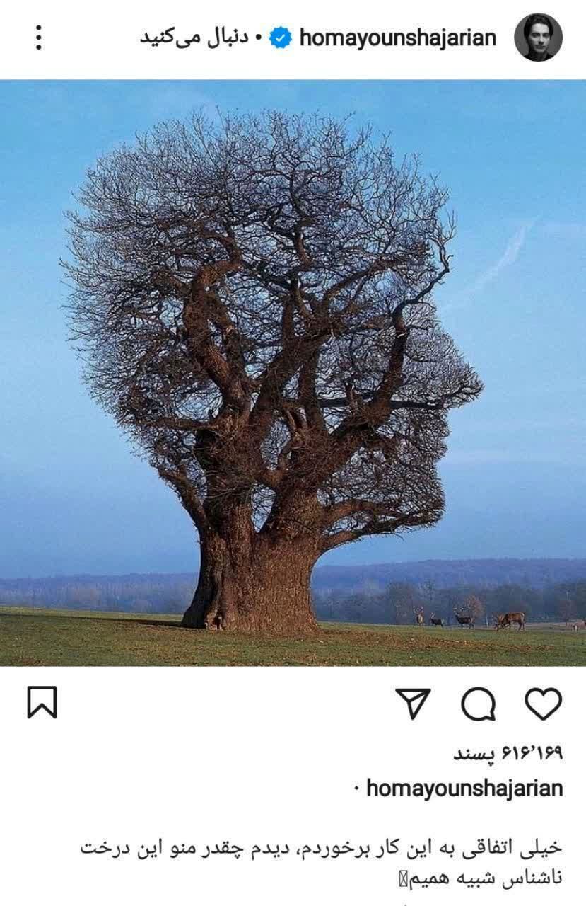این درخت شبیه  همایون شجریان است +عکس 
