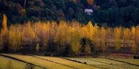 تصاویر| زیبایی های پاییز درحال پنهان شدن