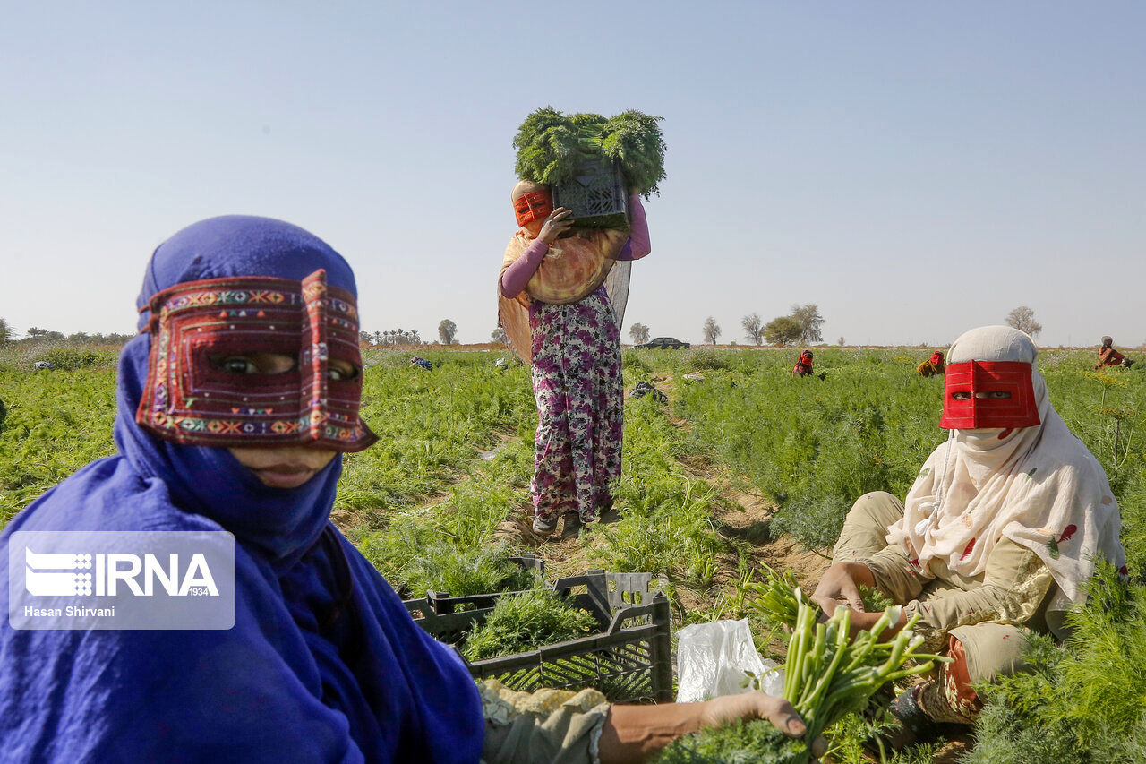زنان در مزرعه به روایت تصاویر