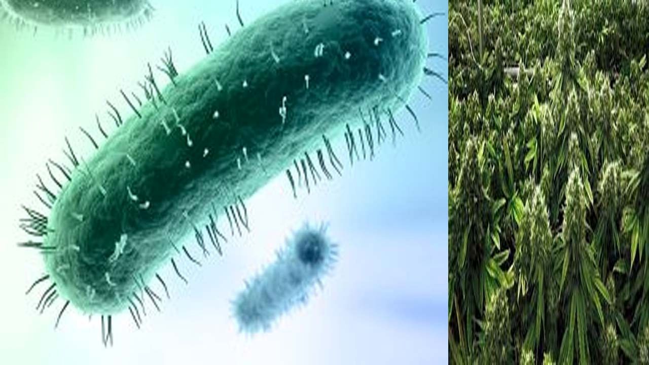 باکتری‌ که گیاهان را تبدیل به زامبی می‌کند! + عکس
