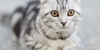  تصاویری از یک گربه بازیگوش در شعبه اخذ رای ترکیه+ فیلم