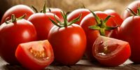 علت اصلی گرانی قیمت گوجه فرنگی مشخص شد