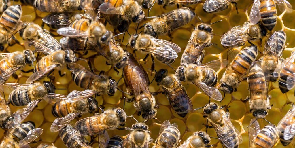  جایگزین‌ زنبورها برای نجات بشریت!+تصاویر