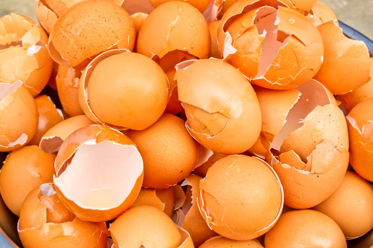 
۶ تخم مرغی که خوردنش از سم هم مضرتر است