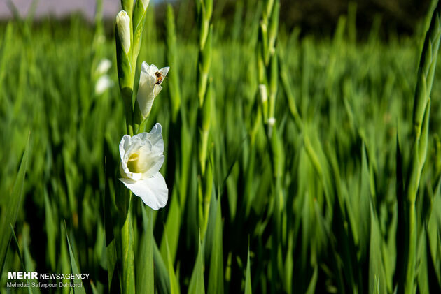 3842013_MSD_3955