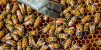 کشف دستگاهی که زهر زنبور عسل را استخراج می کند