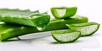  خواص شگفت انگیز آلوئه ورا را می دانید؟

