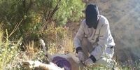 جولان طاعون در خراسان شمالی!  