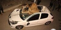 برخورد مرگبار خودرو ۲۰۶ با گله شترهای سرگردان/چند نفر فوت شدند؟+فیلم