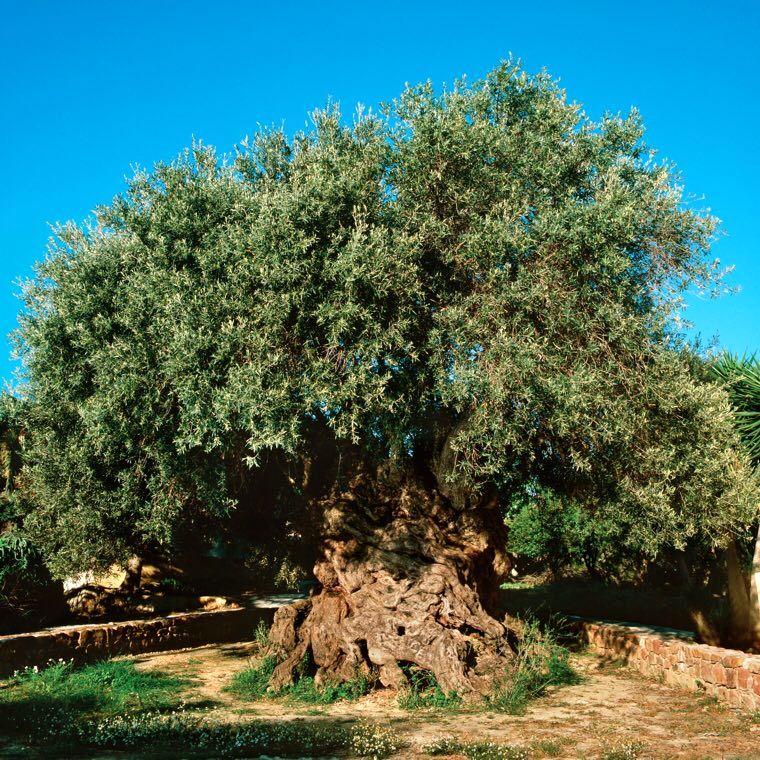 این درخت زیتون 2000 سال عمر دارد!+عکس