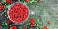 درمان عفونت‌ ریه با این میوه پاییزی 
