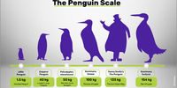 این پنگوئن عجیب،  ۱۶۰ کیلو است با ۲ متر قد دارد + عکس