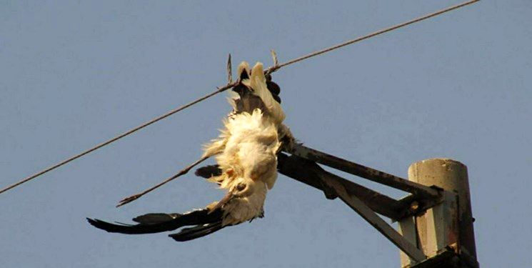 پرنده‌ حادثه‌ساز در پاوه / قطعی گسترده برق در سطح شهرستان 