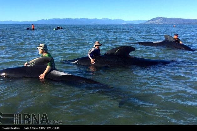 تلاش برای نجات 100 نهنگ در نیوزیلند