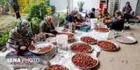 تصاویر|  برداشت توت فرنگی در شمال کشور