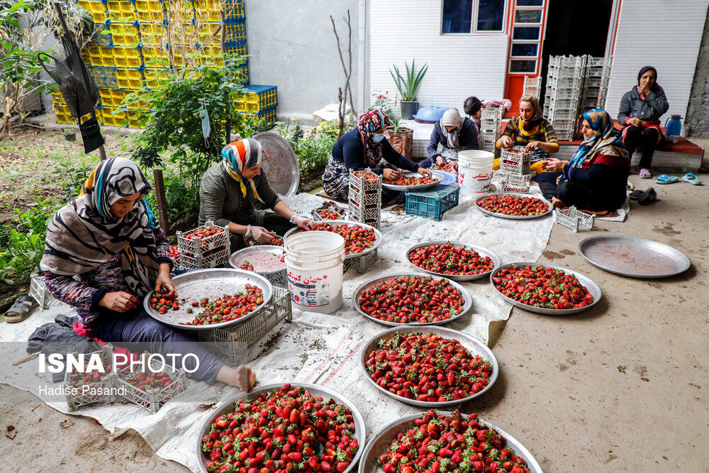 تصاویر|  برداشت توت فرنگی در شمال کشور