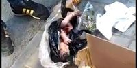 تازه ترین توضیحات بهزیستی درباره نوزاد رها شده در سطل زباله