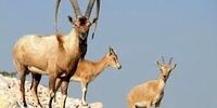 طاعون وارد تهران شد؟