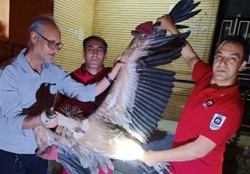 نجات کرکس گرفتارشده در پشت‌بام یک آپارتمان در میانه