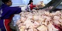  متهم اصلی گرانی و کمبود مرغ در بازار معرفی شد
