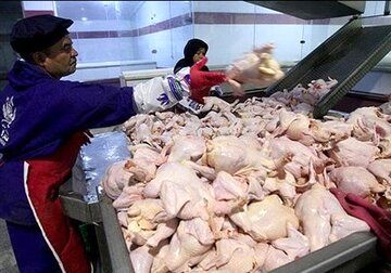  متهم اصلی گرانی و کمبود مرغ در بازار معرفی شد
