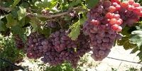خطرات خوردن زیاد انگور

