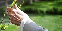 رهبر انقلاب در روز درختکاری امسال چه نهال‌هایی کاشتند؟ + عکس