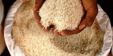 برنج هندی شکست خورد
