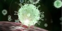 شناسایی ویروسی جدید در استرالیا