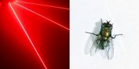 اختراع اشعه مرگ برای نابودی حشرات!
